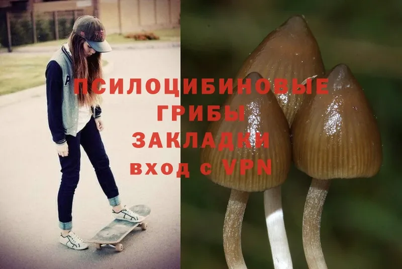 Псилоцибиновые грибы Psilocybe  Козьмодемьянск 